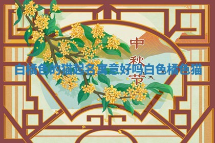 白橘色的猫 🕰 起名 🌟 寓意好吗_白色橘色猫